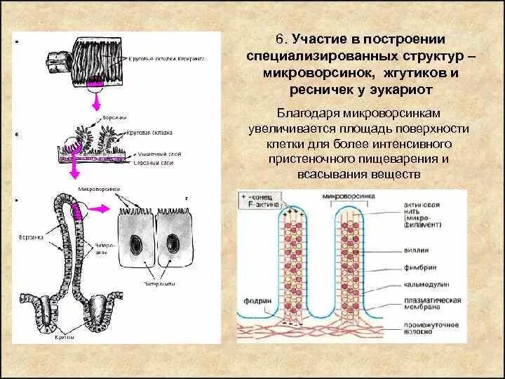 Ткань имеющая реснички. Реснички жгутики микроворсинки. строение ресничек клетки. строение реснички и микроворсинки.
