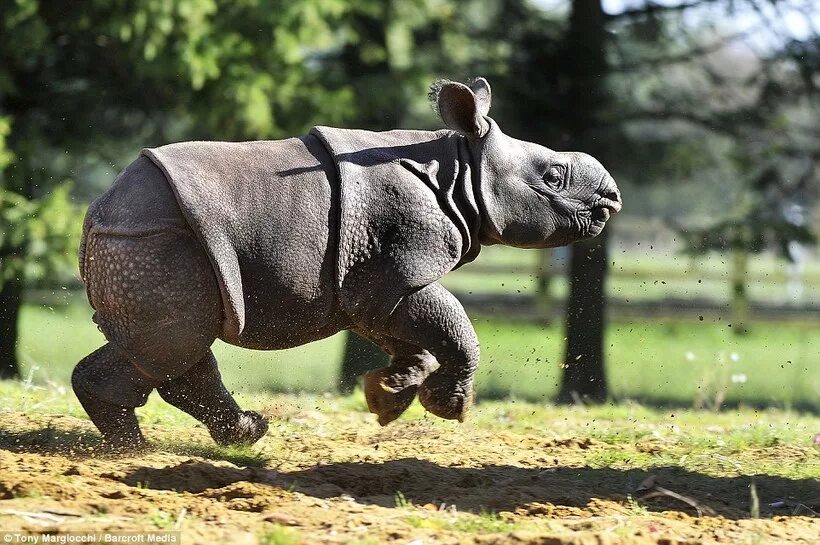 Заботливый зверь. Мини энциклопедия домашние животные. Маленькая черепашка зевает. Самая красивая львица. Диэнцефалическое животное.
