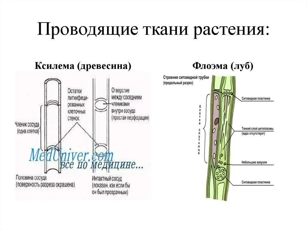 Схема проводящей ткани растений. Ситовидные клетки проводящей ткани. Строение ксилемы и флоэмы. Ксилема и флоэма это ткани. В состав флоэмы входят