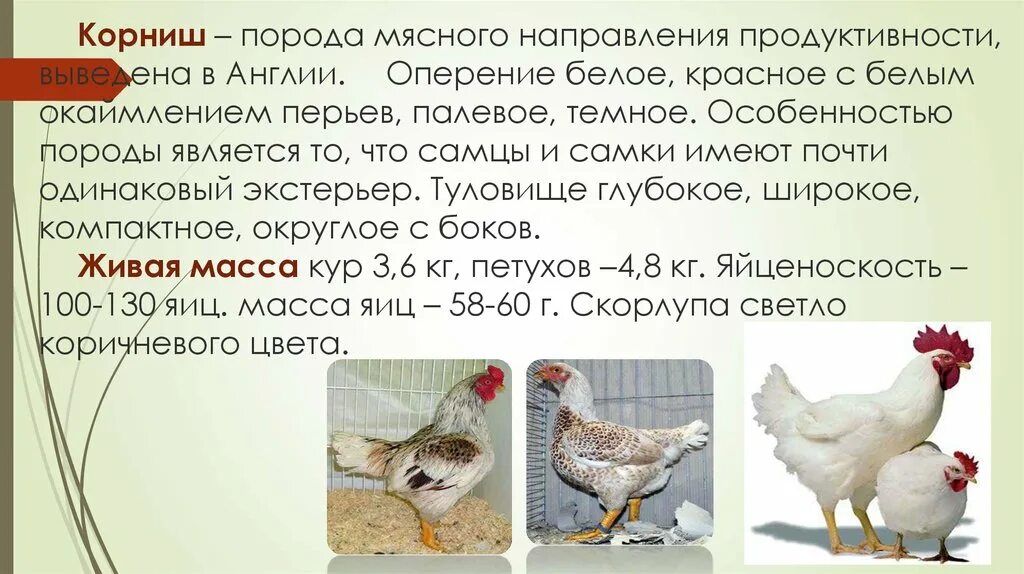 К какой группе относится курица. Породы птиц кур несушек. Корниш порода кур характеристика. Породы кур по продуктивности. Породы кур мясного направления.