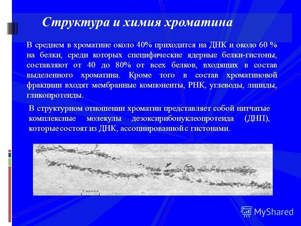 Хроматин функции. Структура хроматина. структура и химия хроматина. хроматин строение и химический состав. структура и химия днк хроматина.