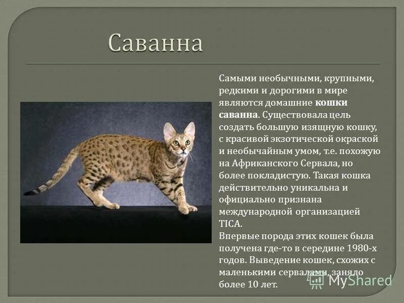 Содержание домашней кошки