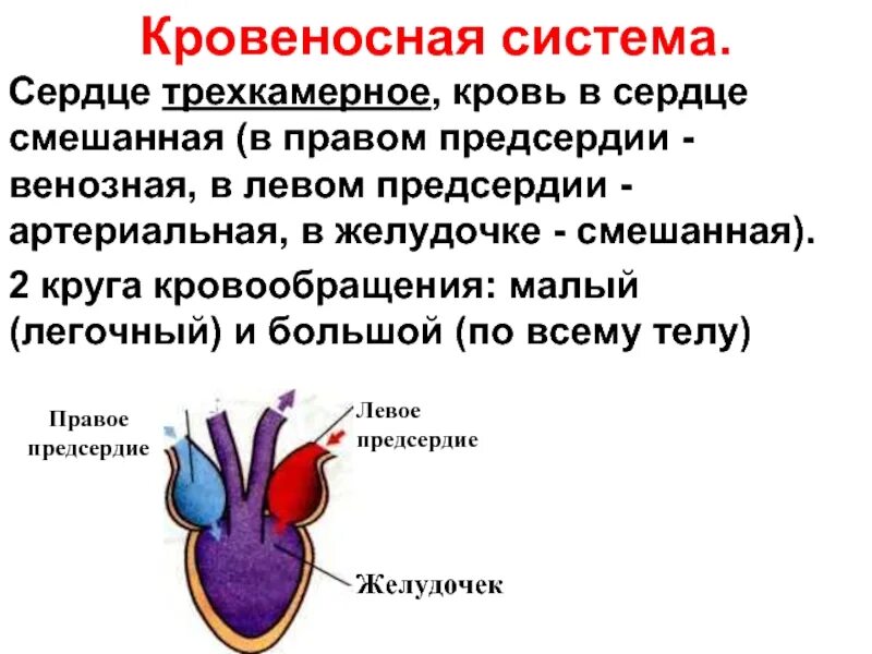 Какое сердце у земноводных. Трехкамерное сердце. трехкамерное сердце строение. трехкамерное сердце у земноводных. у амфибий трехкамерное сердце.