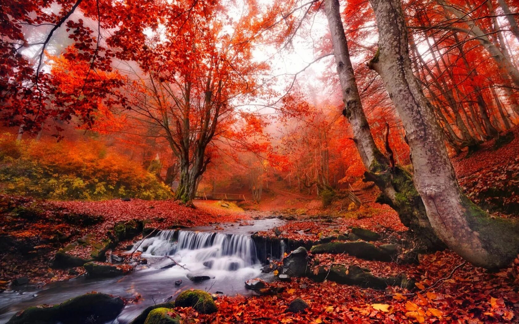Fallen forest