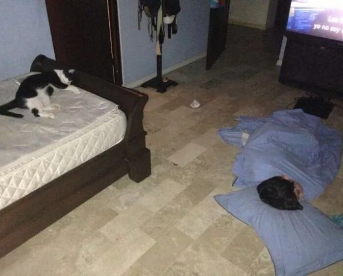 Потому что мой кот. Кот на кровати человек на полу. смешные кровати. кровать прикол. кот занял всю кровать.