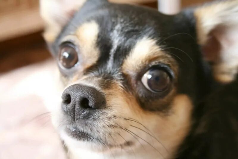 Pin by Sariah Chavez on dogs Cute animals, Cute dogs, Cute little animals