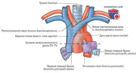Трахея у человека относительно пищевода располагается