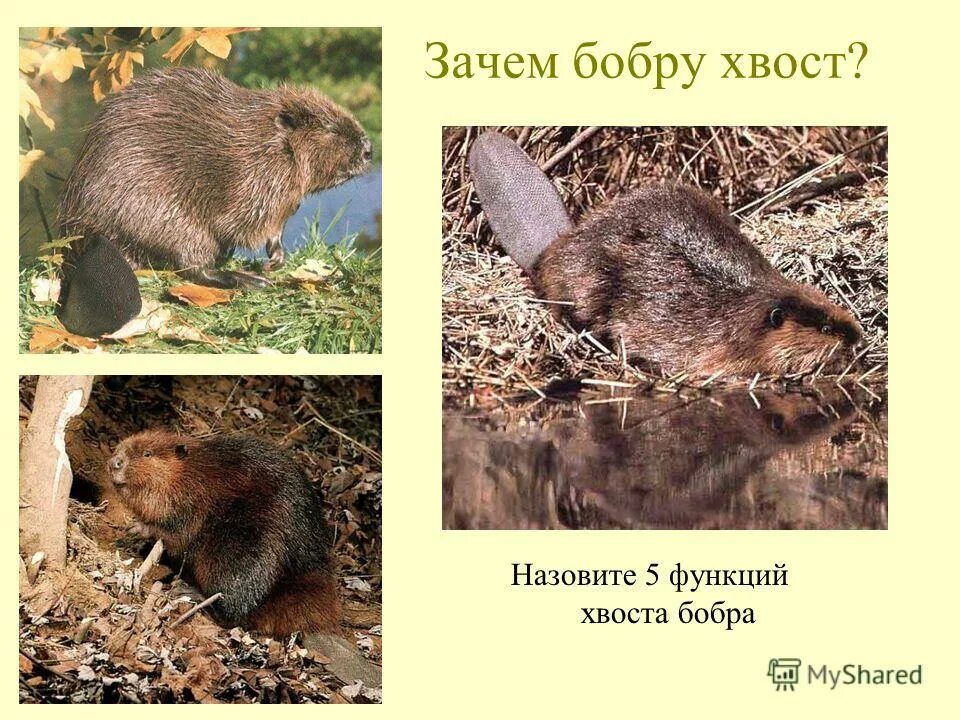 Почему бобры строят плотины. Бобры строят плотину. Плотина бобра зачем строят. Почему бобровы. Зачем бобры строят плотины.