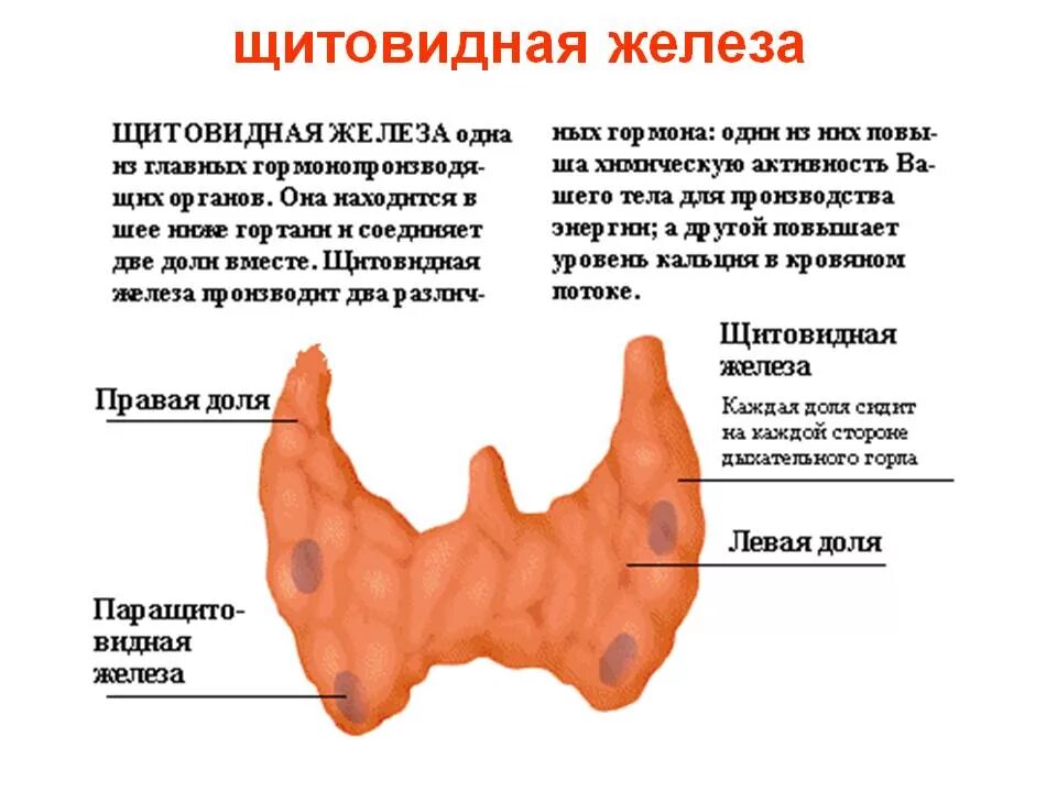 В какой полости расположена щитовидная железа. Щитовидная железа и паращитовидная железа анатомия. Строение паращитовидной железы анатомия. Щитовидная железа расположение у человека в норме у женщин. Паращитовидная железа патанатомия.