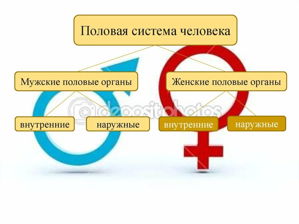 Половой организм мужчины. Половая система человека. Строение половой системы. Мужская и женская половые системы. Половая система человека строение.