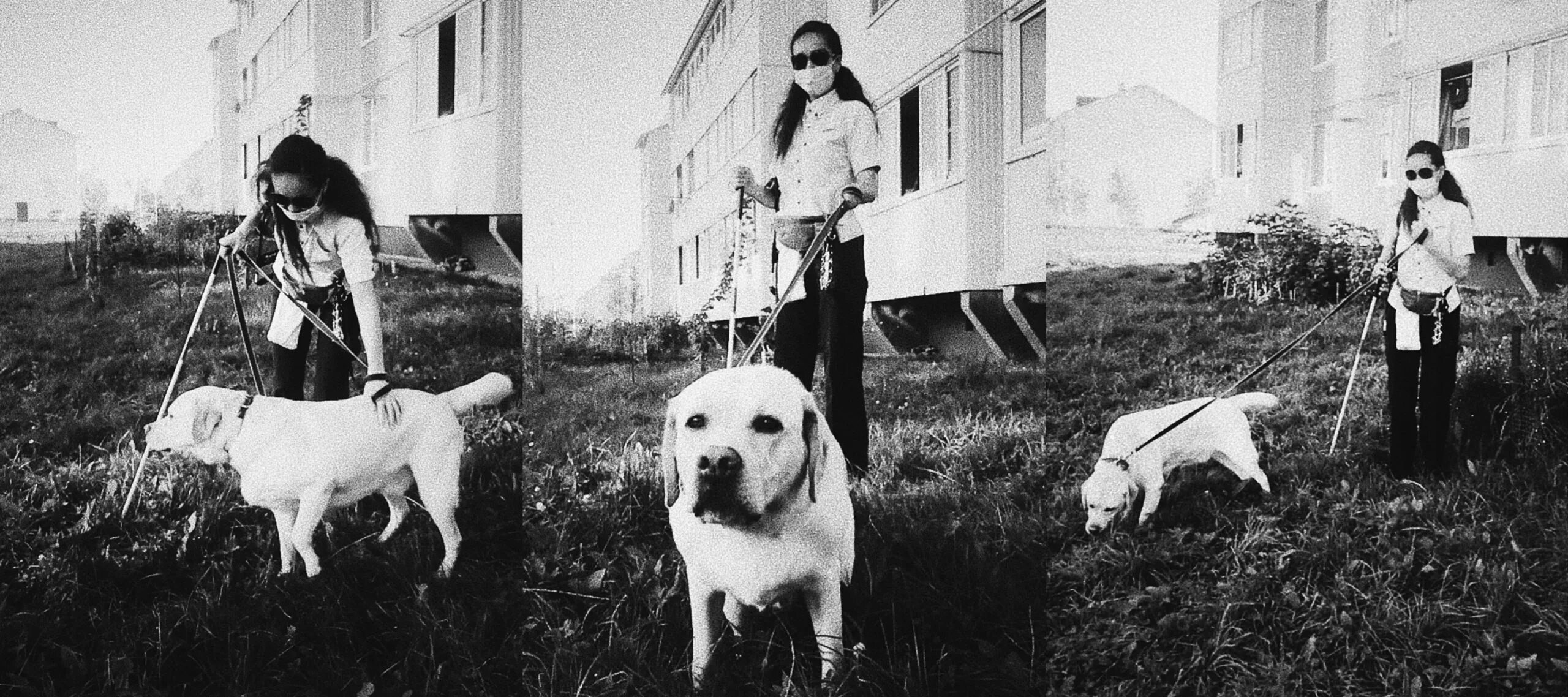 Картинки животных. Собака изменяет мем. Женщина изменил собакой. Фотосессия с собакой стаффбуль. Культурный пес.