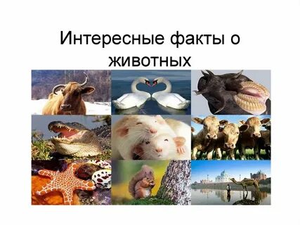 4 факта о животных