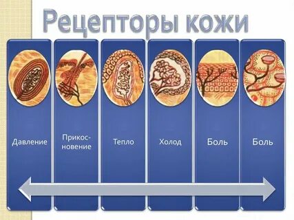 Может ли кожа воспринимать давление
