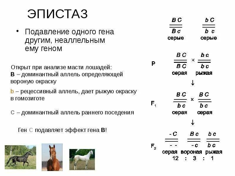 Доминантный эпистаз у лошадей. Наследование гена окраски лошади. Пегость тобиано. Наследование гена окраски лошади. Наследование гена окраски лошади.