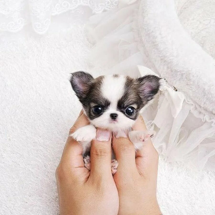 Очень очень маленьких щеночков. Очень очень маленьких щеночков. Щенок. Фото маленьких размеров 40 на 40. Кинг чарльз спаниель.