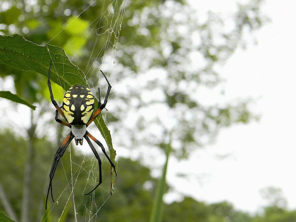 Calling spider