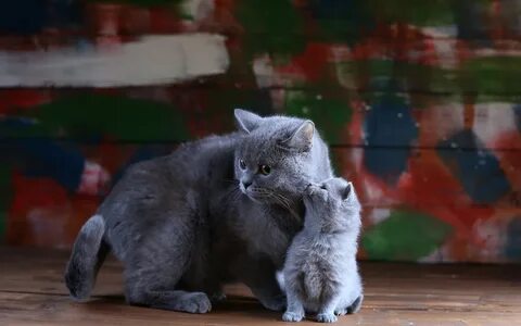 К чему снятся 2 кота