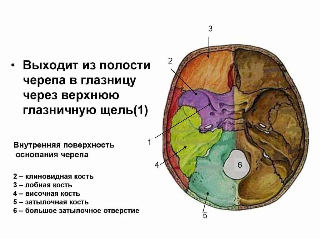 Верхняя глазничная щель на основании черепа. Глазничная щель на внутреннем основании черепа. Внутреннее основание черепа верхняя глазничная щель. В полости черепа расположен