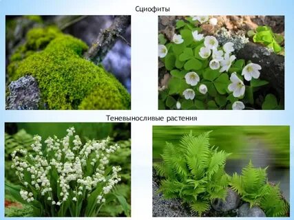 Сциофиты примеры