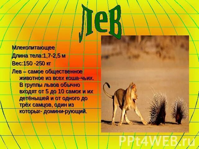 Лев 1 класс. Описание льва. сообщение про льва животного. рассказ о животном 1 класс. доклад про льва животное.