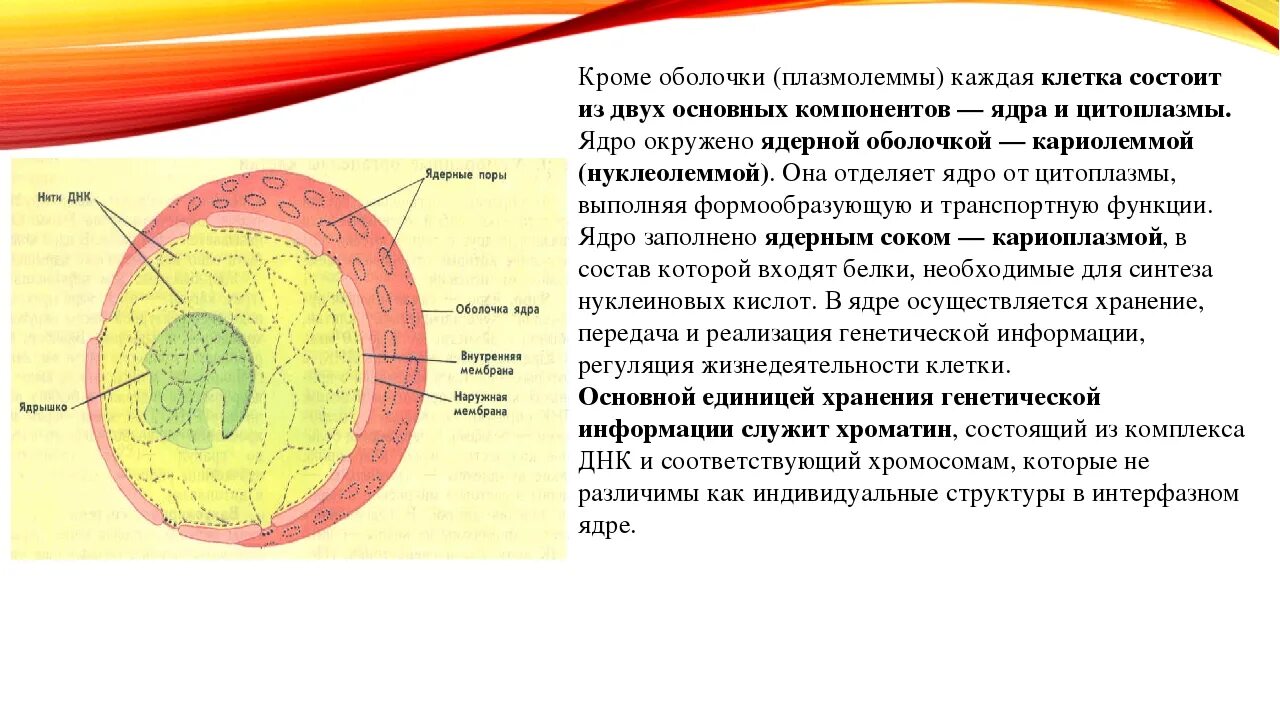 Каждую клетку покрывает. Строение клетки ядро цитоплазма цитолемма. Основные компоненты ядра. Компоненты клеточного ядра. Оболочка ядра.