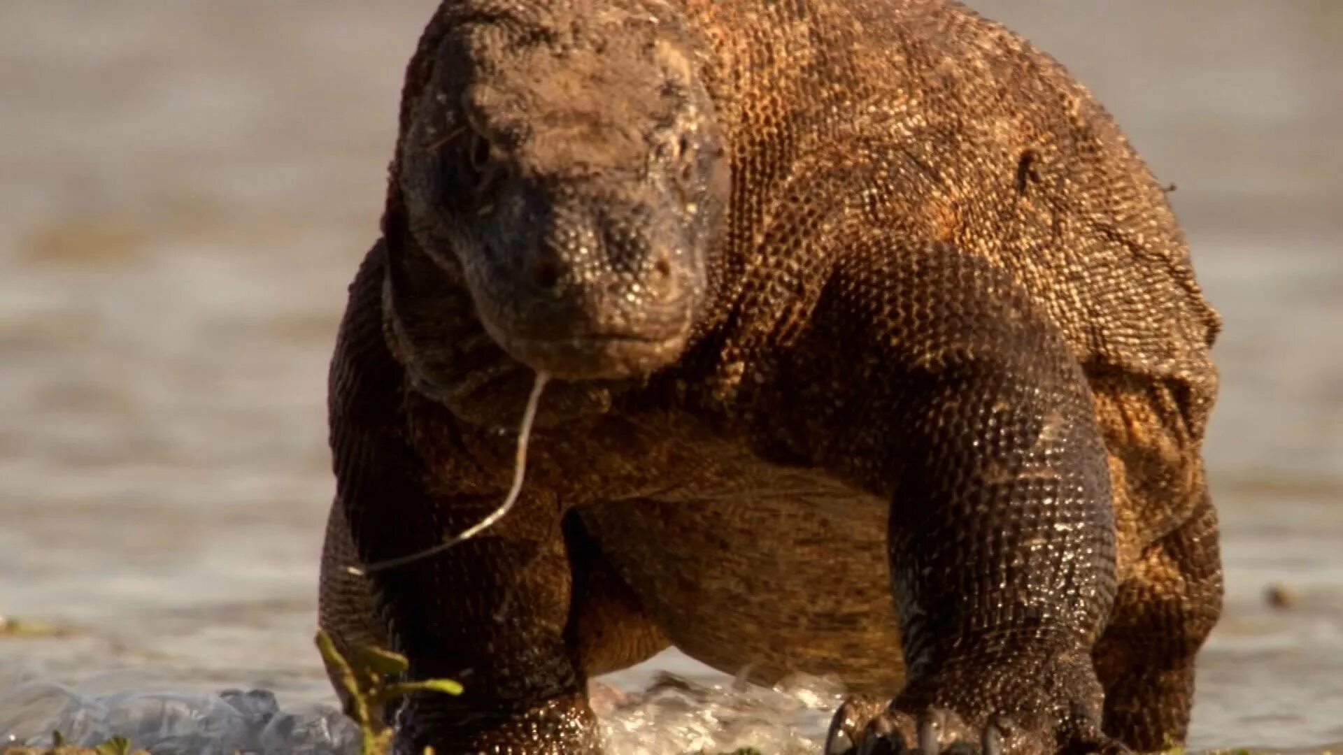 Аттенборо динозавр. Доисторическая планета 2022 тираннозавр. Доисторическая планета apple. Семейка динозавров. Прехисторик планет 2022 динозавры.