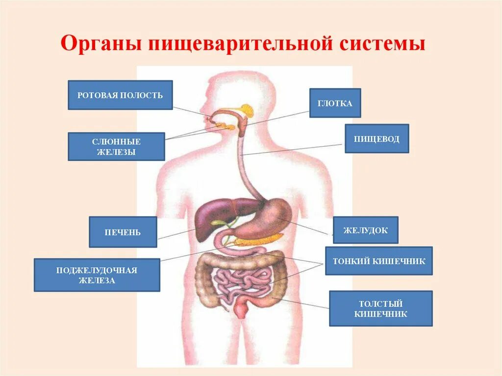 Строение и жизнедеятельность органов и систем органов. Органы и железы пищеварительной системы. Организм человека и основные проявления его жизнедеятельности. Пищеварительная система. Ее роль в жизнедеятельности человека. Путешествие пищи в организме человека.