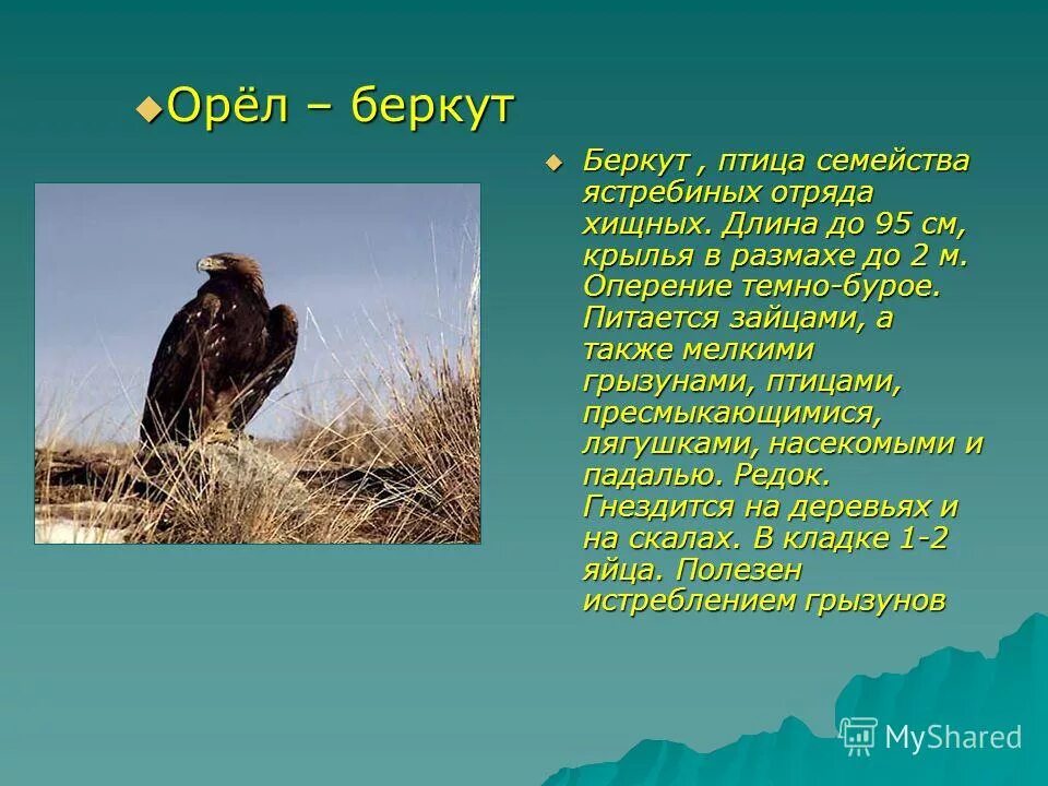 Орел беркут самка. Орёл-беркут красная книга россии. Беркут красная книга алтая. Красная книга архангельской области птицы. Орёл беркут в красной книге.