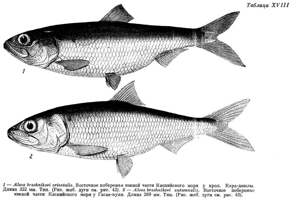 технологическая схема блюда сельдь рубленная. описание рыбы для дошкольников. обработка соленой сельди. технологическая схема блюда сельдь рубленная. черноморско-азовская проходная сельдь.