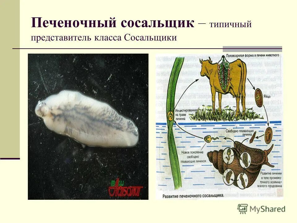 хозяином печеночного сосальщика является. промежуточный хозяин печеночного сосальщика. промежуточный хозяин печеночного сосальщика. цикл развития печеночного сосальщика половозрелая форма. переносчик печеночного сосальщика.