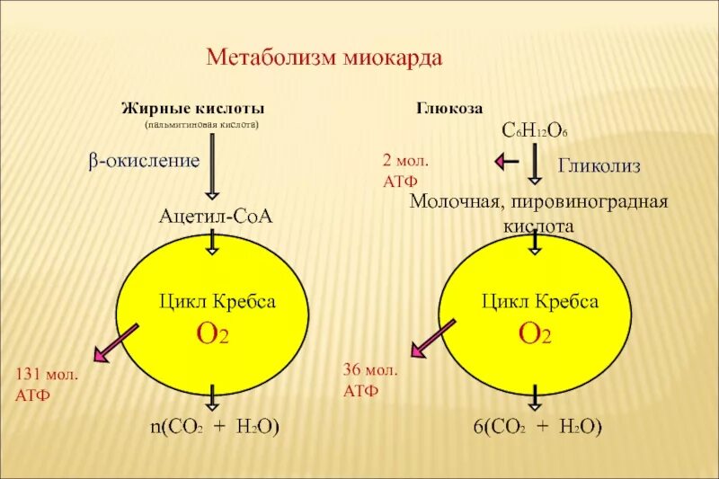 Особенности метаболизма миокарда. Метаболизм миокарда биохимия. Пресмыкающиеся дуга аорты. Особенности метаболизма миокарда. Особенности обмена веществ сердца.