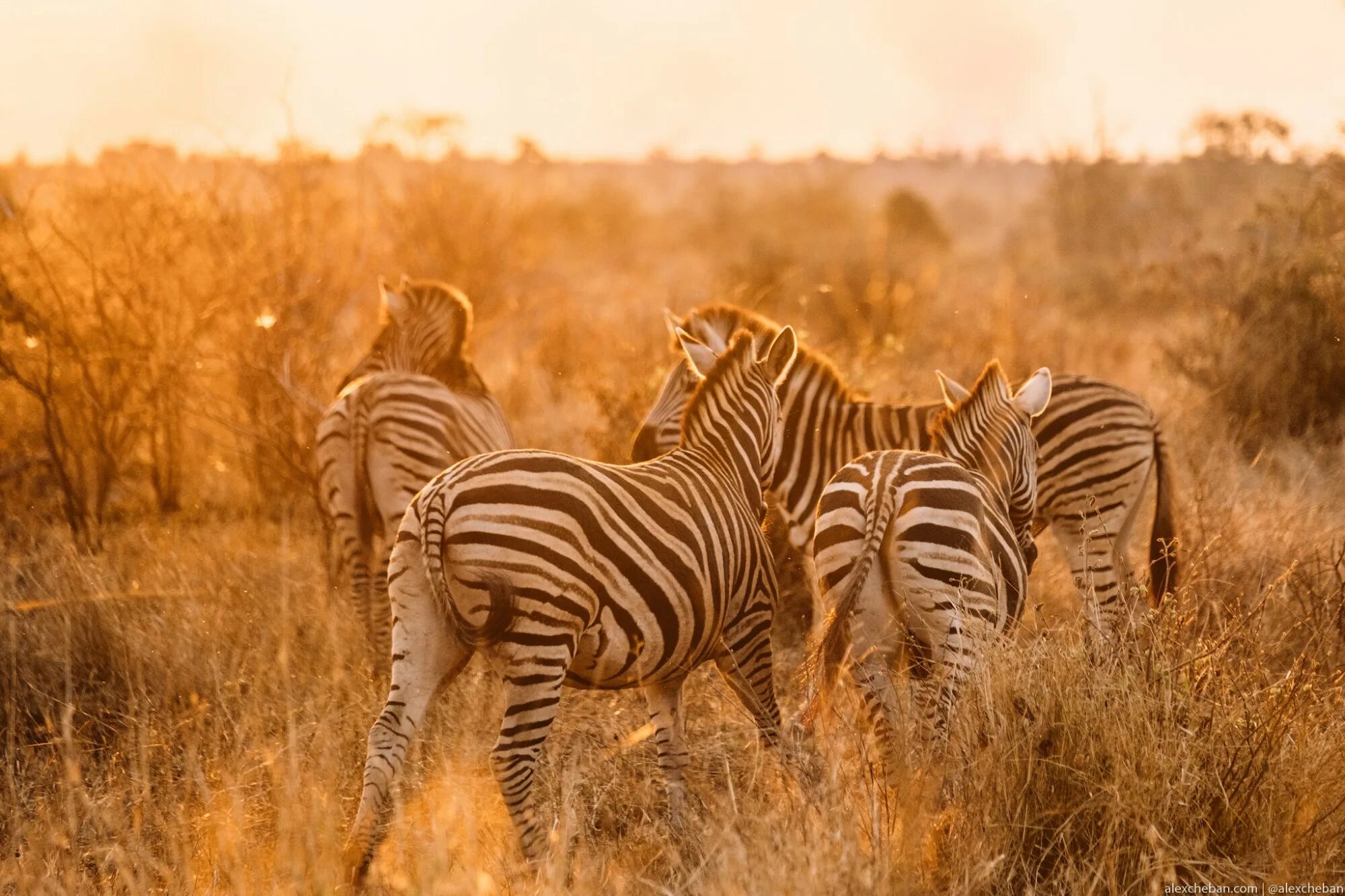 Сафари парк африка. Сафари крюгер парк. Африка найроби сафари. Сафари в африке. Зимбабве сафари африка.