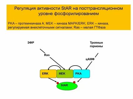 Регуляция протеинкиназы а