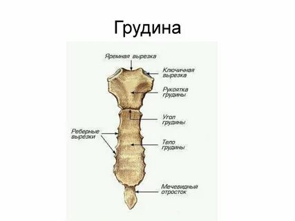 Грудина человека мечевидный отросток