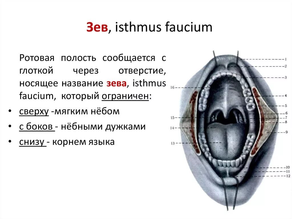 Ротовое отверстие глотка. Анатомические структуры зева. Анатомические образования, ограничивающие зев с боков. Укажите анатомические образования, ограничивающие зев с боков.