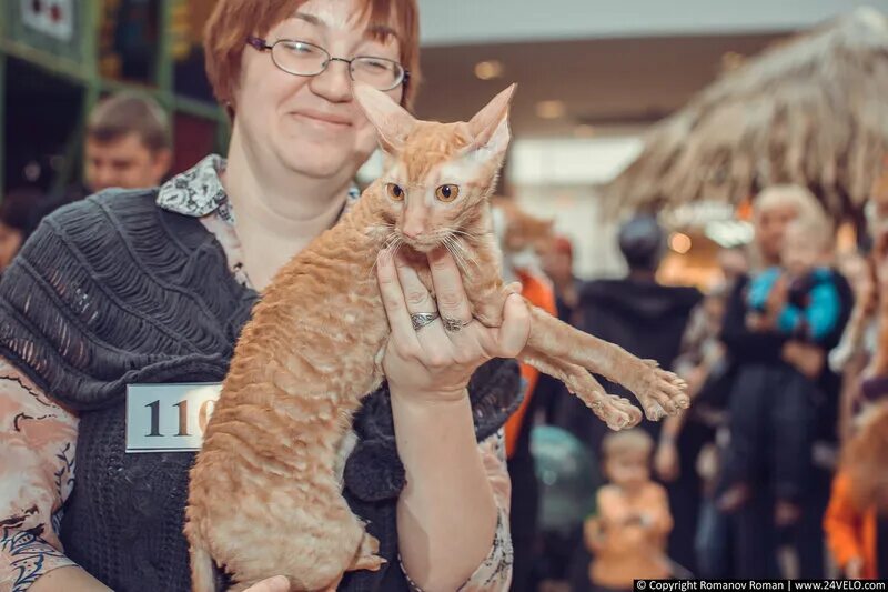 Выставка кошек. Выставка кошек Кемерово. Выставка кошек в веер молле. Выставка кошек ВДНХ.