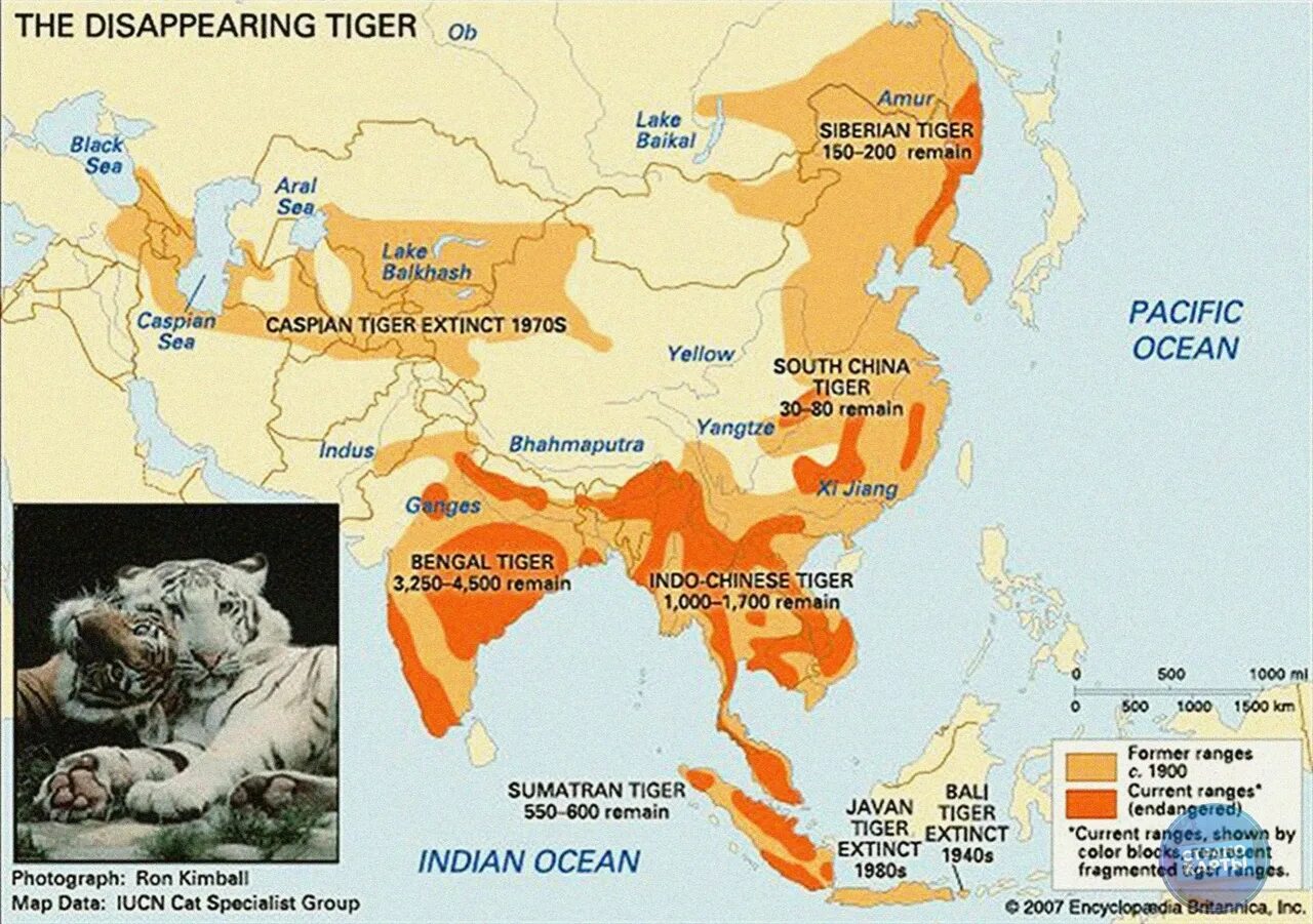 Амурский тигр ареал обитания в России. Туранский тигр ареал обитания. Амурский тигр ареал обитания на карте России. Карта амурский тигр
