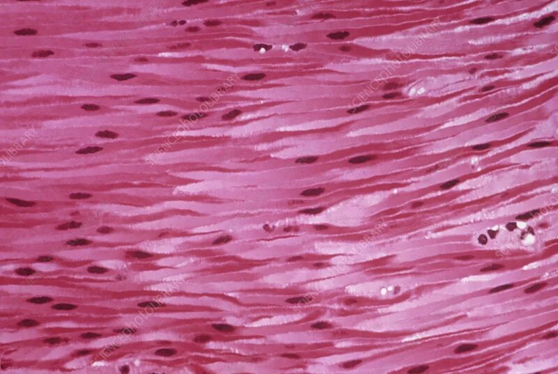 The Muscular System at emaze Presentation