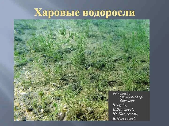 Хара водоросль. Chara водоросль. Харовые водоросли хара. Харовые водоросли (charophyta). Chara водоросль.