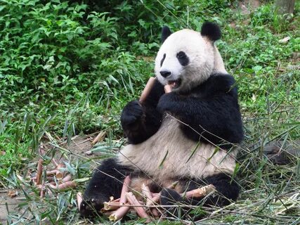 Os pandas