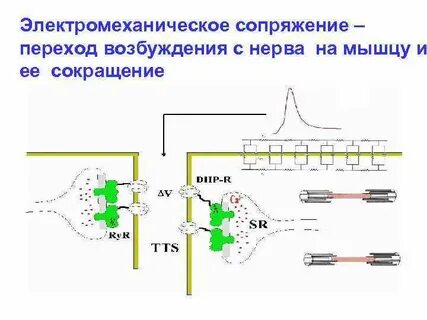 Возбуждение и сокращение