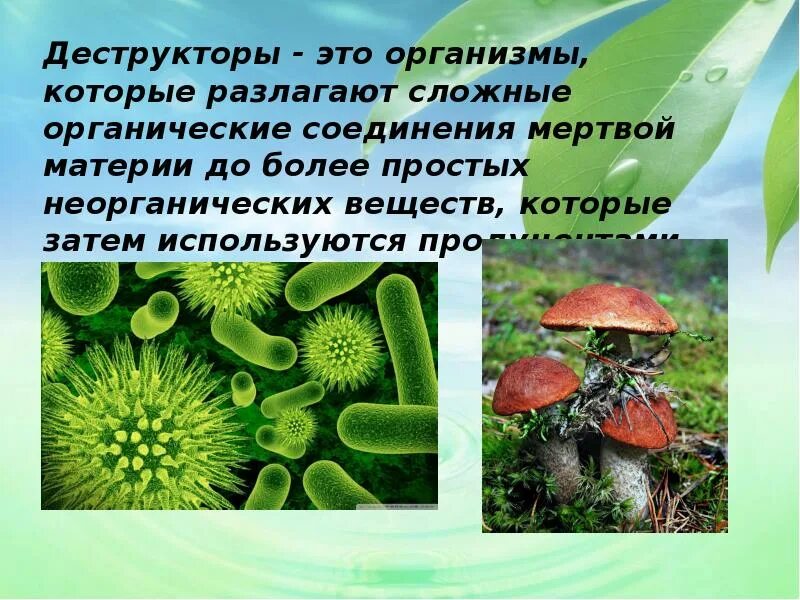 Организмы не способные к активному. Деструктор. Организм. Организмы разлагающие органические вещества до неорганических. Деструкторы это в биологии.