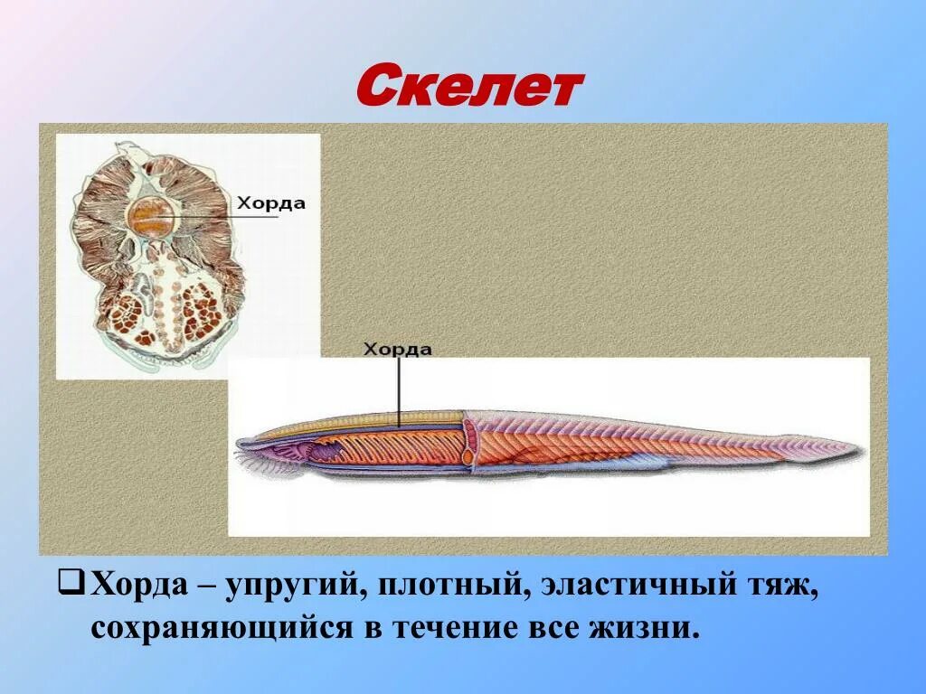 Опорно двигательная система ланцетника. Хорда ланцетник скелет. Осевой скелет ланцетника. Трубчатая нервная система ланцетника.