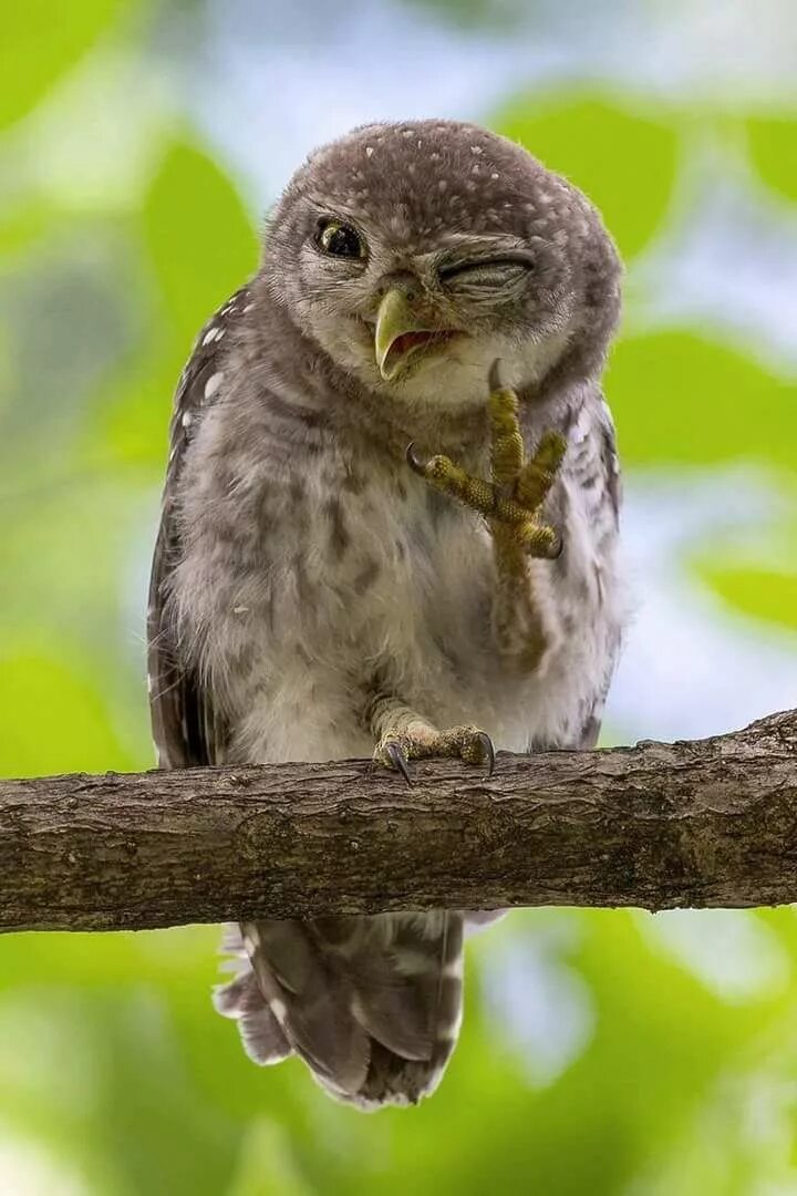 Довольная птичка. Смеющаяся сова. Довольная птица. Сова. Улыбающиеся животные.