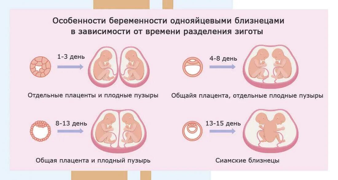 Эмбрион близнецов