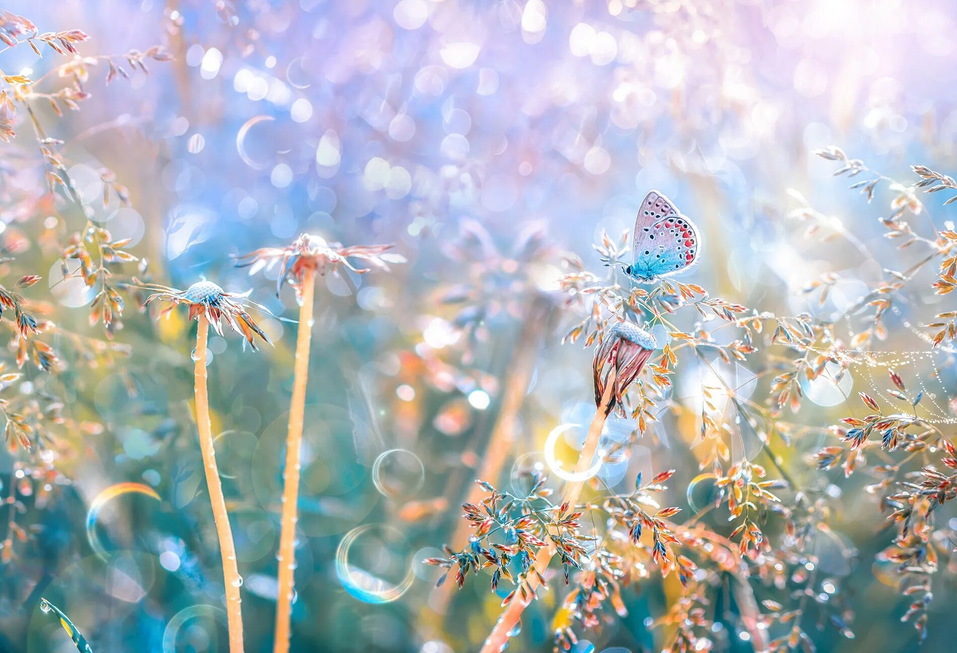 Чудесные картинки. Татьяна Крылова фотограф. Сказочные мгновения. Нежные бабочки. Прекрасные мгновения жизни.