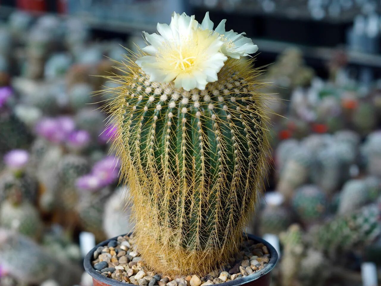 Cactus 10. Нотокактус Отто. Кактус Нотокактус. Кактус Нотокактус Отто. Нотокактус клавицепс.