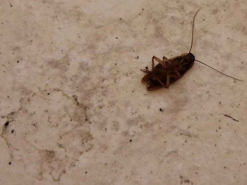 Тараканы домашние. Маленькие тараканы. Тараканы в квартире. Увидеть дома тараканов
