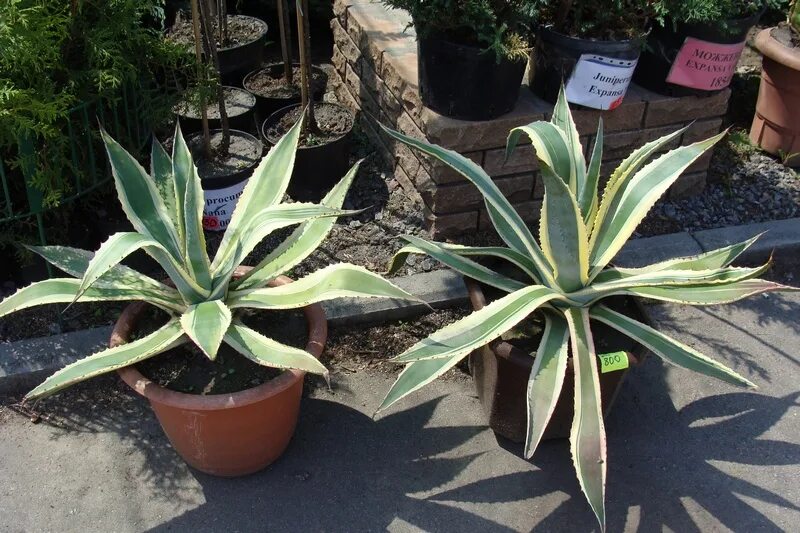 Агава attenuata. Agave Americana marginata с3. Agave attenuata Агава оттянутая. Агава аттенуата цветение. Агава екатеринбург сайт