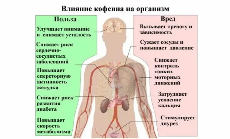 Кофеин и давление. Влияние кофеина на сердце. влияние кофеина на давление. влияние кофе на организм человека. влияние кофеина на организм.